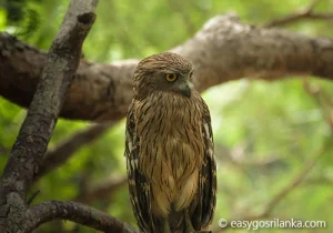 Brown Fish Owl - Ketupa zeylonensis