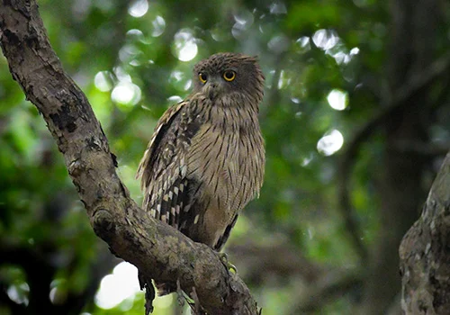 Brown-Fish-Owl---Ketupa-zeylonensis-wilpattu