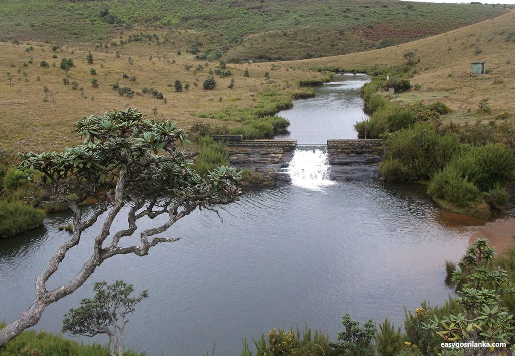 Cloud Forests and Montane Grasslands