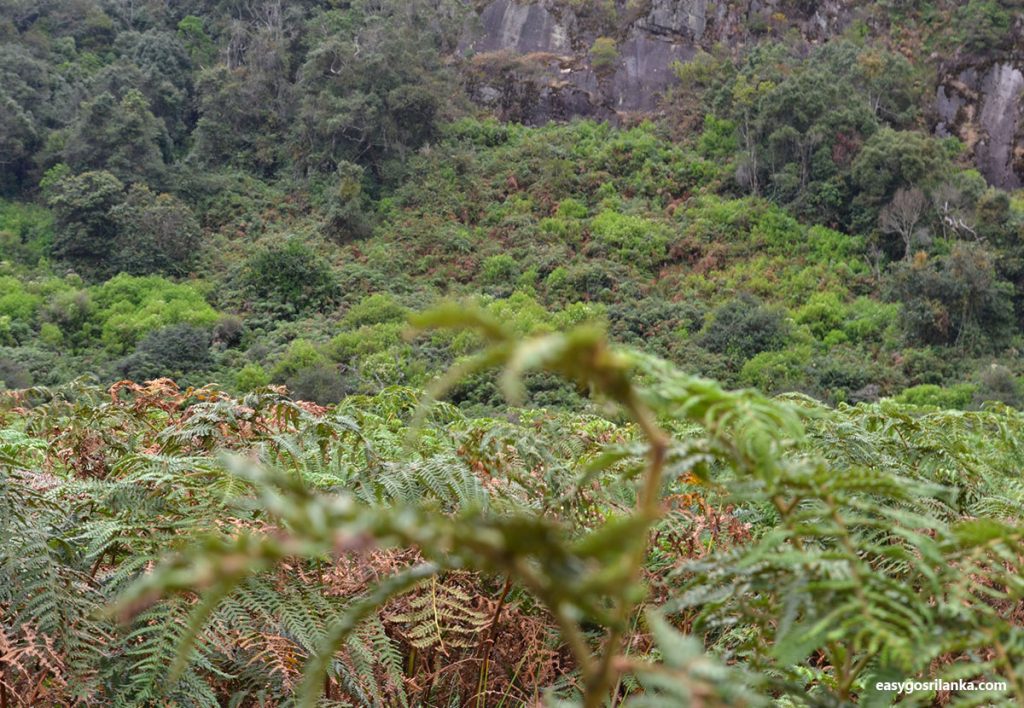 Cloud Forests and Montane Grasslands