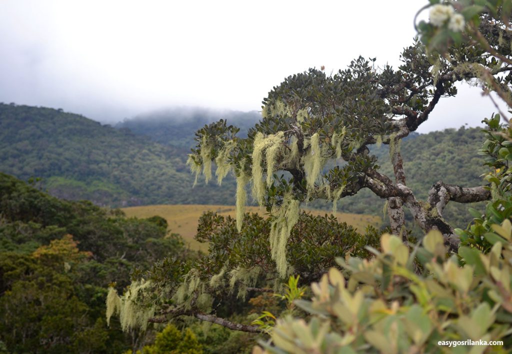 Cloud Forests and Montane Grasslands