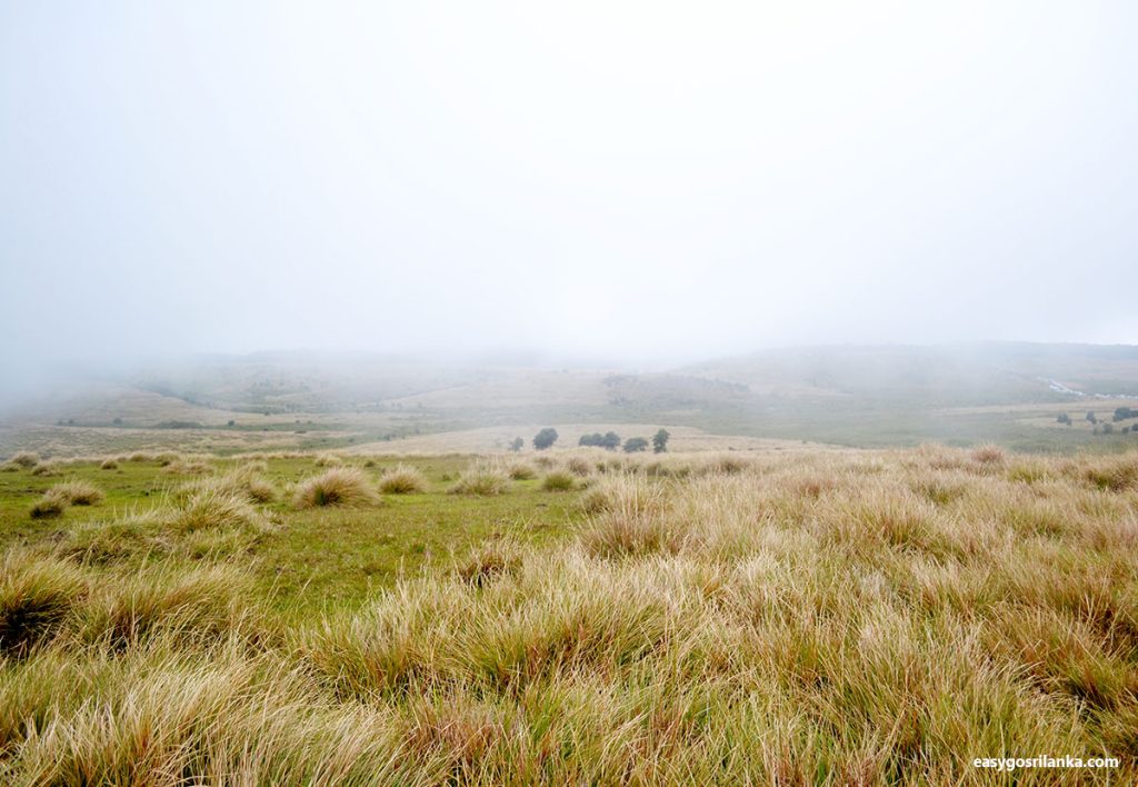 Cloud Forests and Montane Grasslands