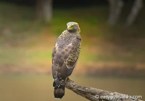 Crested Serpent Eagle - Spilornis cheela
