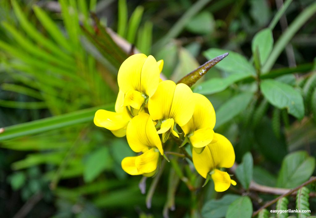 Endemic Flora and Fauna