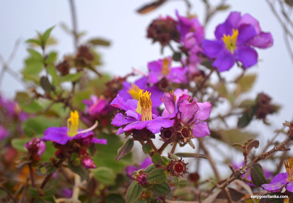 Endemic Flora and Fauna