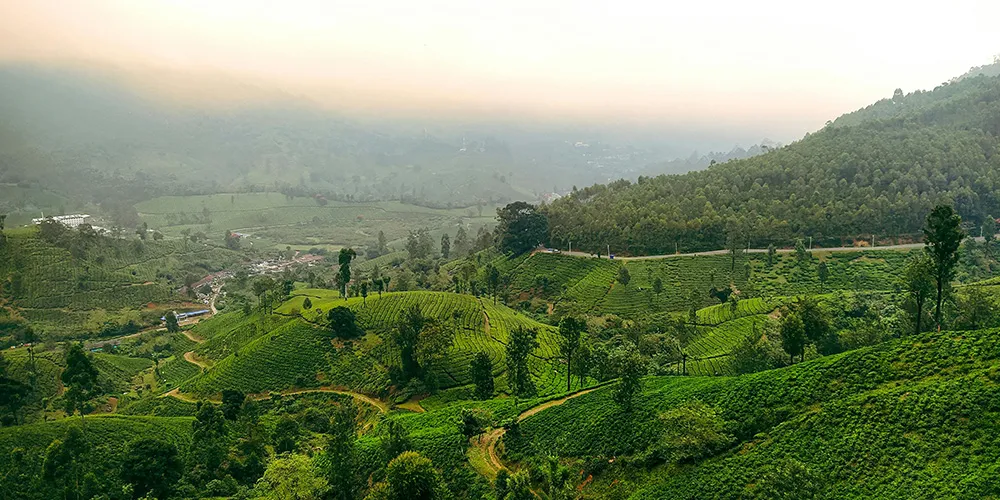 Explore lush tea plantations.