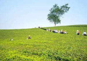 Hikers walking on a trail through a vibrant tea plantation on a sunny day