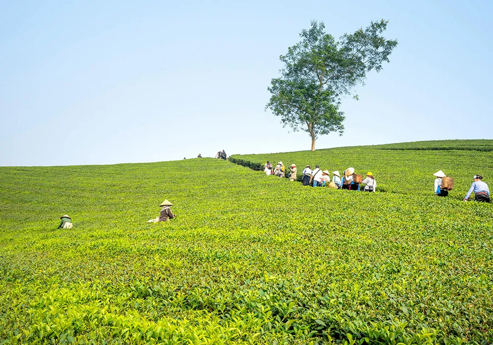 Hikers walking on a trail through a vibrant tea plantation on a sunny day