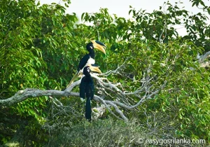 Malabar Pied Hornbill - Wilpattu-National