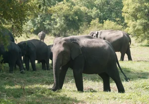 Minneriya National Park
