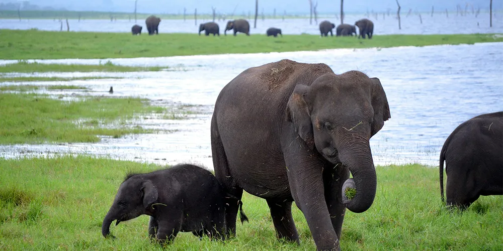 Minneriya National Park