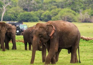 Minneriya National Park