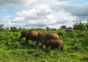 Minneriya National Park