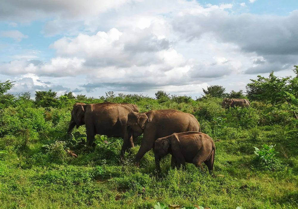 Minneriya National Park