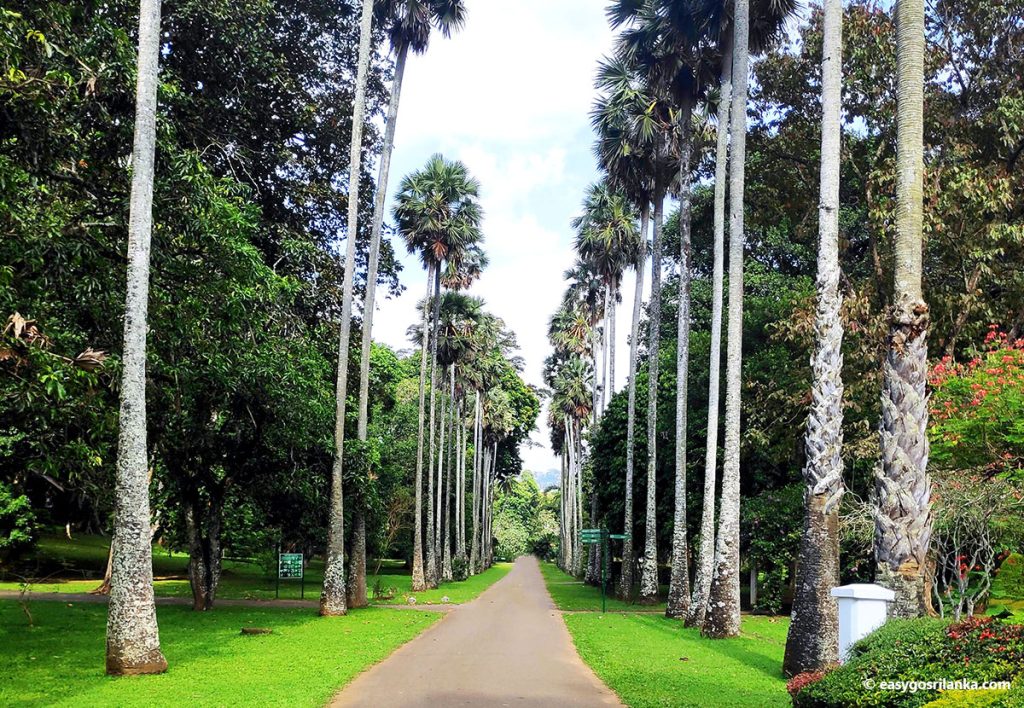Peradeniya Botanical Garden