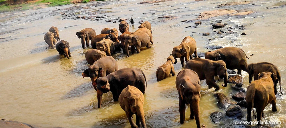 Pinnawala Elephant Orphanage
