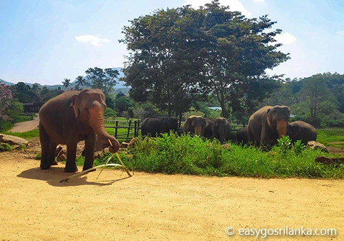Pinnawala Elephant Orphanage