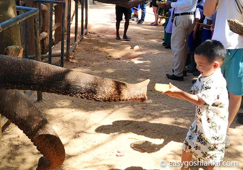 Pinnawala Elephant Orphanage