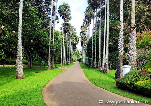 Royal Botanical Gardens in Peradeniya