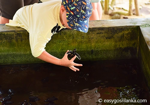 Sea Turtle Conservation Project