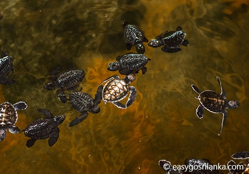 Sea Turtle Conservation Project