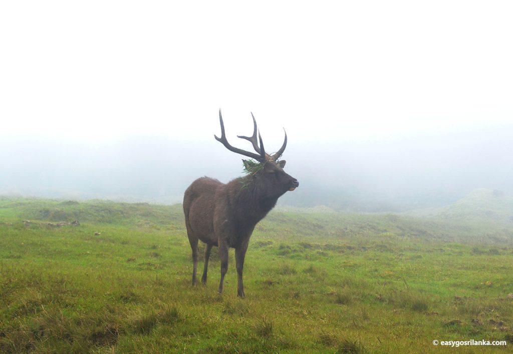 Sri Lankan Sambar deer