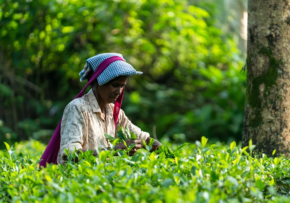 Workers with tea leaves on a path surrounded by greenery