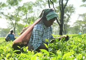 Workers with tea leaves on a path surrounded by greenery