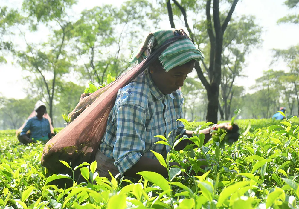 Workers with tea leaves on a path surrounded by greenery
