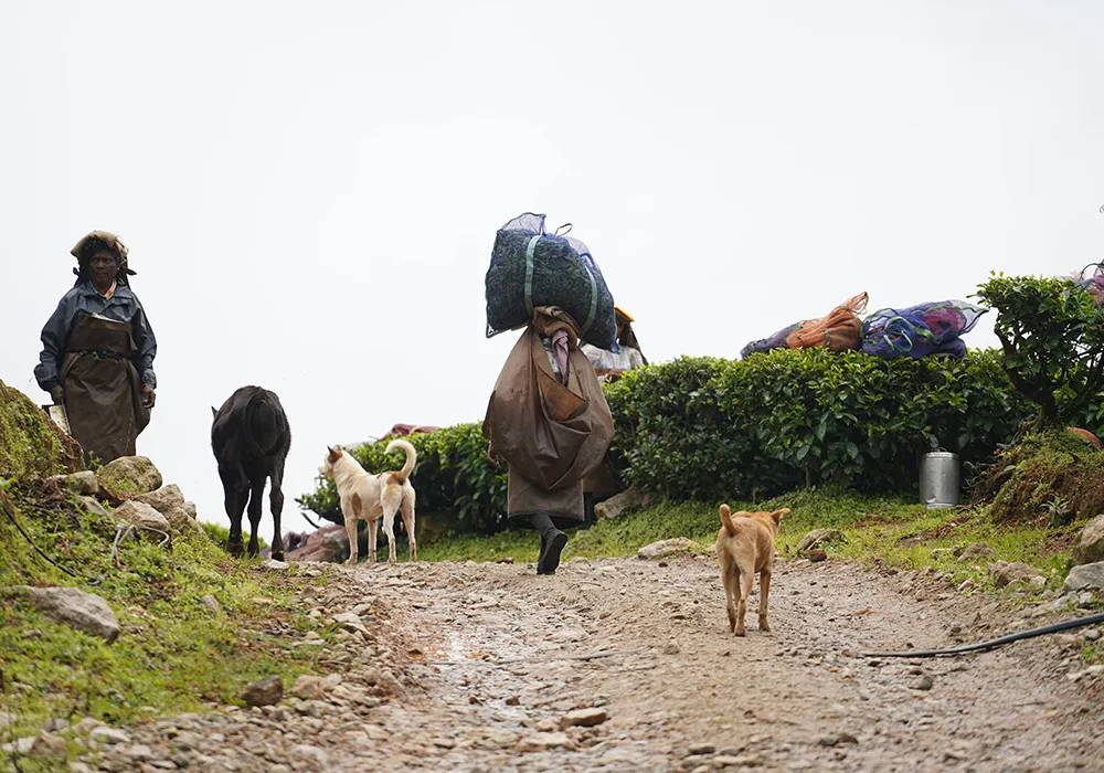 Workers with tea leaves on a path surrounded by greenery