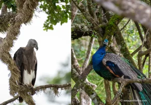 Yala National Park, Birds
