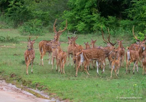 Yala National Park, Sambar Deer