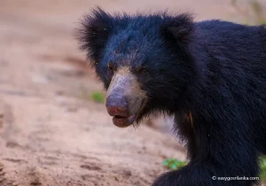 Yala National Park, Sloth Bear