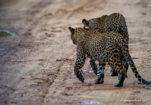 Yala National Park, Sri Lankan Leopard