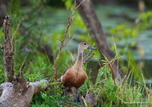 Yala National Park, Waterbirds