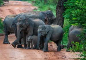 Yala National Park, wild elephants.