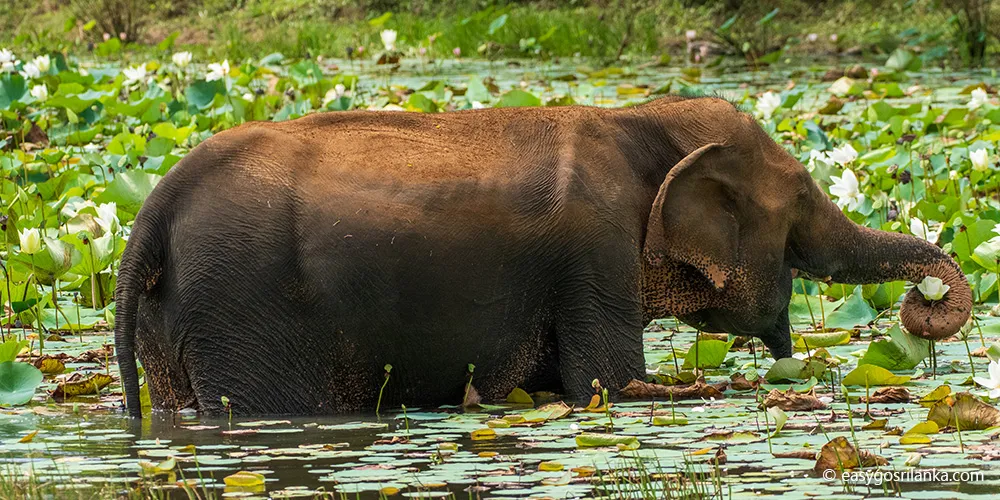 Yala National Park, wild elephants