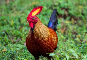 Yala National Park, The Sri Lankan junglefowl