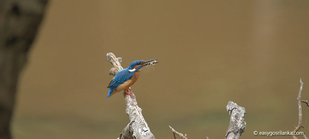 Kingfisher, Wilpattu National Park birds