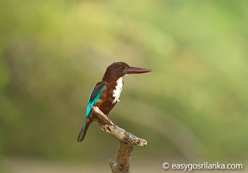 Kingfisher, Wilpattu National Park birds