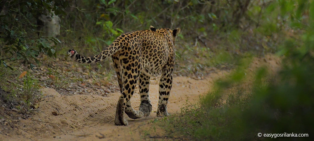 Leopards in Wilpattu National Park