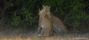 Leopards in Wilpattu National Park