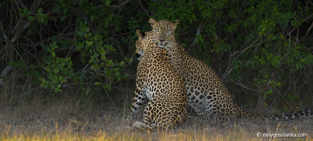 Leopards in Wilpattu National Park