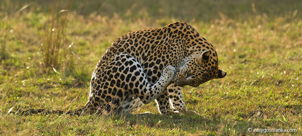 Leopards in Wilpattu-National-Park