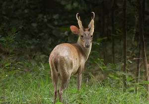 wilpattu-national-park-deer