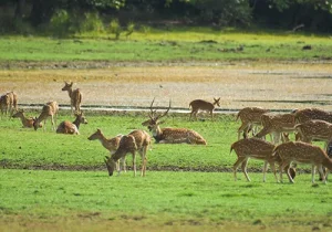 wilpattu-national-park-deer