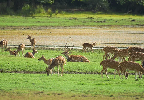 wilpattu-national-park-deer