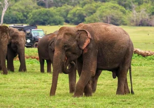 Minneriya National Park