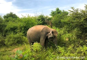 Minneriya-National-Park