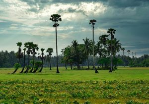 Palm Trees Jaffna